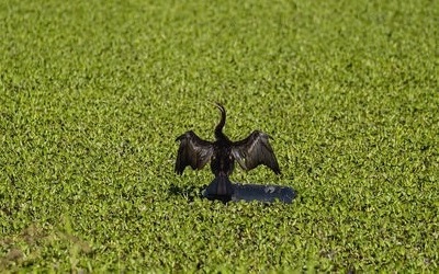 カッティングエッジ ホテイアオイ等水草利用による肥料化で農業再生、食料増産、地域活性化プロジェクト 鳥