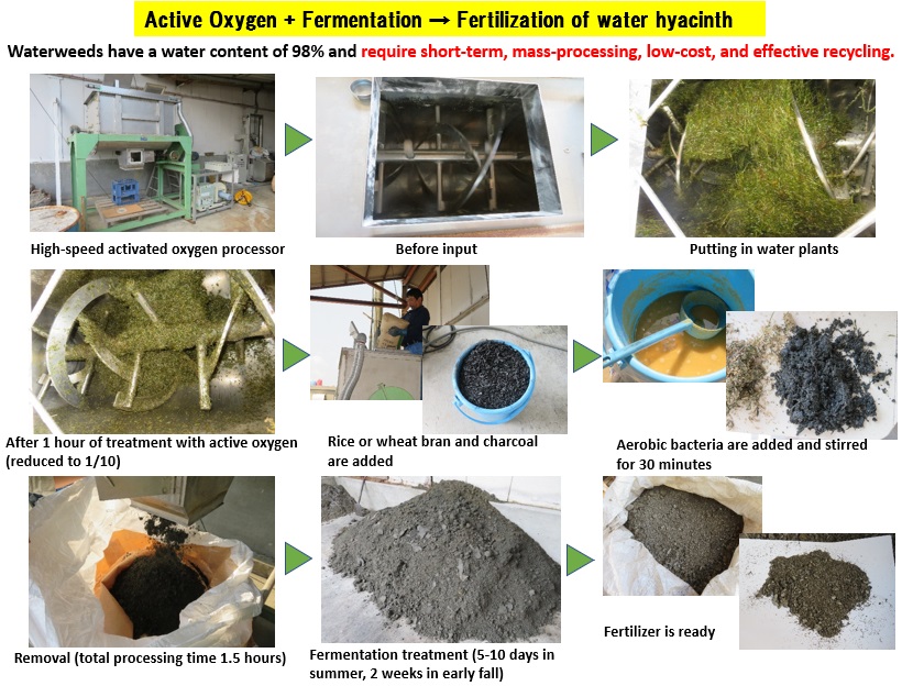 Cutting Edge Active Oxygen + Fermentation → Fertilization of water hyacinth